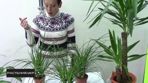 Нолина (бокарнея) или бутылочное дерево уход в домашних условиях /  Nolina