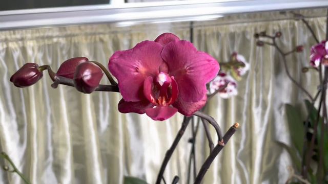 Мои любимые орхидеи или что ещё расцвело. смотреть онлайн