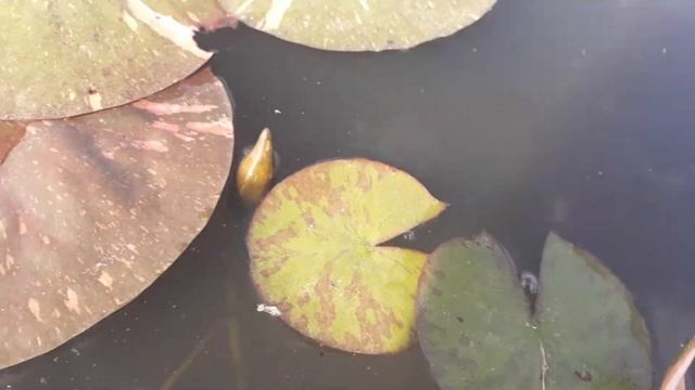 Нимфея Arc-en-Ciel (Радуга) кувшинка, waterlily, водные растения, пруд смотреть онлайн