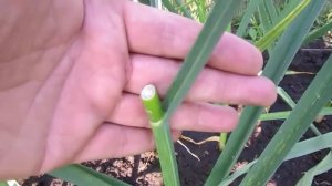 ЧЕСНОК от А до Я! ВАЖНО! Третья подкормка и обрезка