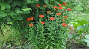 Самые Неприхотливые многолетники - ЛИХНИС. Красивый, Качественный Цветок.