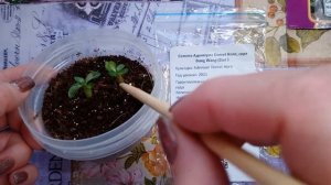 Адениумы из семян. День 20й. Мой опыт.