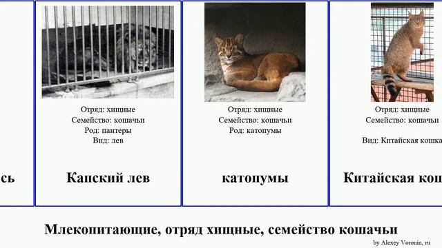 Млекопитающие, отряд хищные, семейство кошачьи Carnivora order Carnivora family Felidae кошка лев