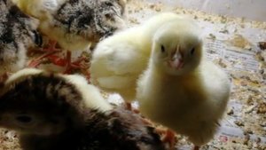 Индюк бронза 708