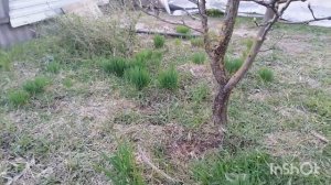 Лук батун-обновляю посадки лука на новой грядке