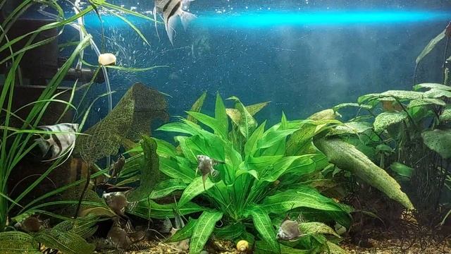 Мои любимые скалярии.Что едят мои скалярии.#Будни аквариума???