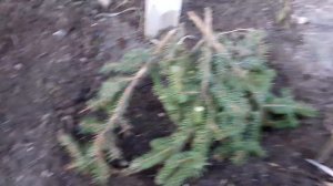 Роза после зимы--защищаем от солнечных ожогов !