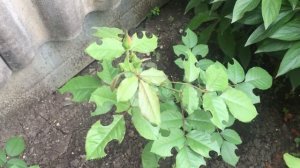 ? Пчела-Листорез. Испортил Розы