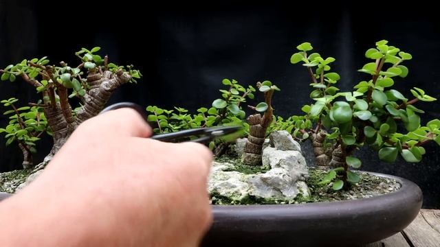 Pruning My Portulacaria afra Forest, The Bonsai Zone, May 2022 смотреть онлайн