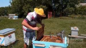 Итальянская порода пчел Кордован F1 на моей пасеке.