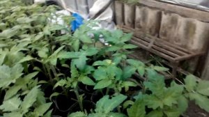 Искусственное старение рассады томата 2 Применение Ретрадантов це це це  Обзор гибрида Мальва