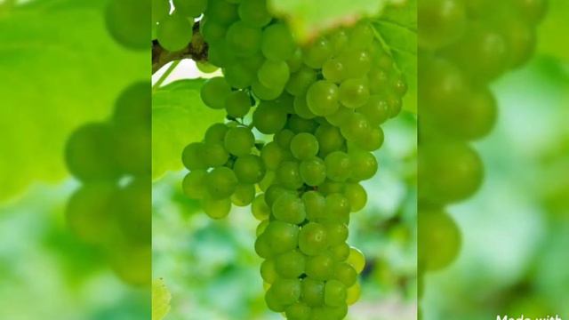 ПОЗДРАВЛЕНИЕ С ЯБЛОЧНЫМ СПАСОМ!🍎🍏🍎🍏🍎🍏🍐🍇#сяблочнымспасом#яблочныцспас#поздравления#19августа#музыка