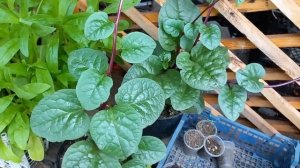 Базелла - индийский ШПИНАТ (лиана).