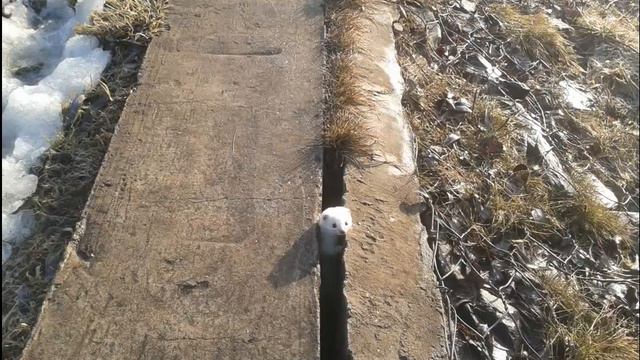 Неизвестный мне зверек увиденный мною на рыбалке 09 03 2014 смотреть онлайн