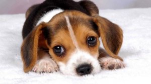 Как скулят собаки