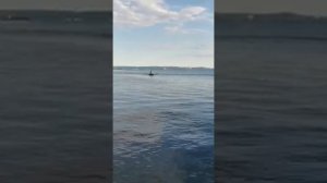 Мотор Sea Pro 5t + Лодка Фрегат 280