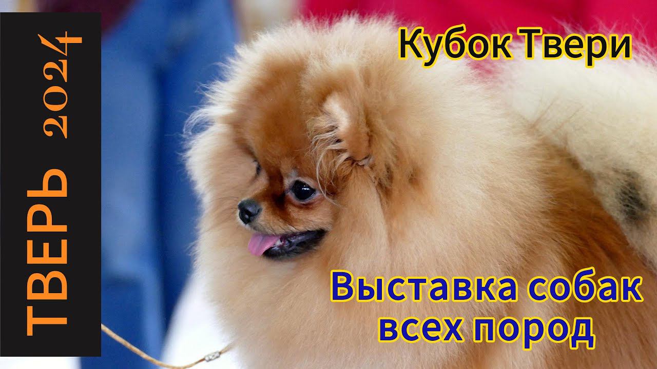 Зимний Кубок Твери 2024 Выставка собак всех пород ЧРКФ #выставкасобак #тверь #tver#dogshow смотреть онлайн