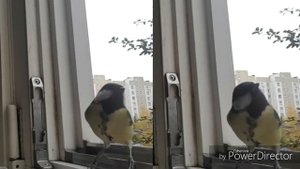 Большая синица. Жизнь синиц.