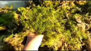 Мох для улиток Ахатин.