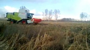 амарант Алтай 2020 уборка класс гибрид помогает