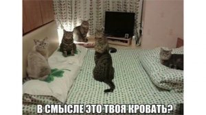 Лютые приколы. МЕМЫ ЭТО ЖИЗНЬ. Угарные мемы.