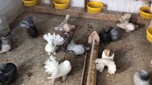 Голуби Индийские павлины. Продажа