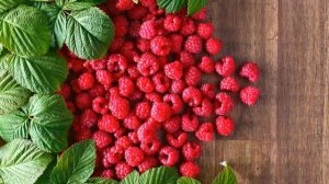 ЧТО ЛЕЧИТ МАЛИНА? ПОЛЕЗНЫЕ СВОЙСТВА МАЛИНЫ
