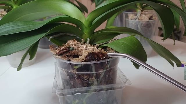 Вылезла КУЧА ЦВЕТОНОСОВ орхидеи значит пора полить так // СХЕМА ПОЛИВА орхидей для цветения смотреть онлайн