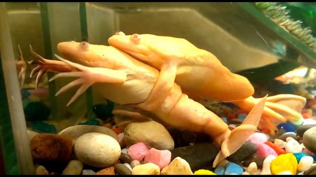 African Clawed Frogs Mating | Спаривание шпорцевых лягушек смотреть онлайн
