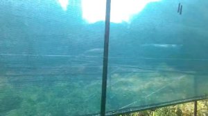 Видео отзыв: Сетка затеняющая маскировочная защитная над двором 85% от Кондрусик Сергей