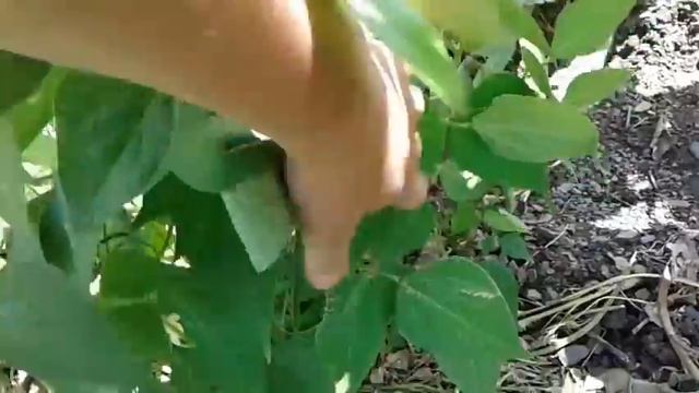 Фасоль стручковая ( спарживая ). 4 августа смотреть онлайн