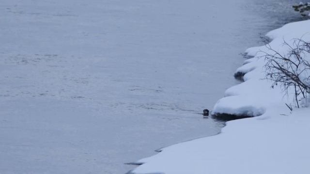Оляпка охотится
