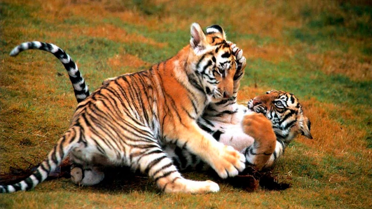 Тигры Тайгана. Отдых с удовольствием.