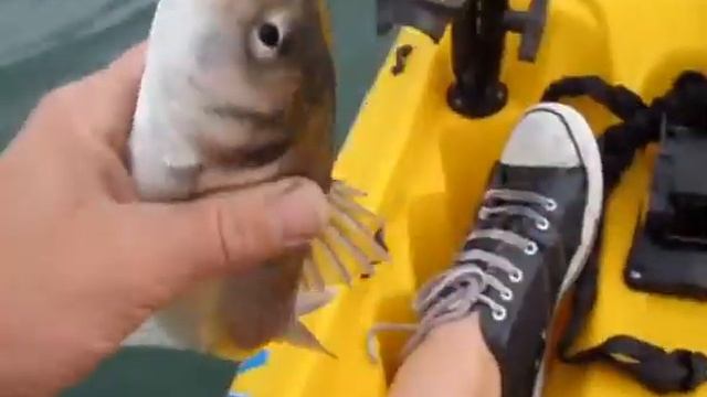 While The Cat's Away.wmv Kayak Fishing. смотреть онлайн