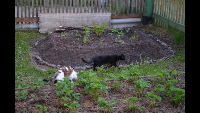 Сестры кошки Кира и Лея :) // Los animales смотреть онлайн