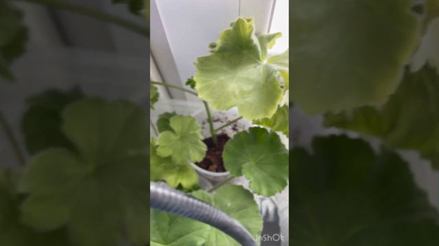 Мои черенки пеларгоний, укореняю в воде ❤️ смотреть онлайн