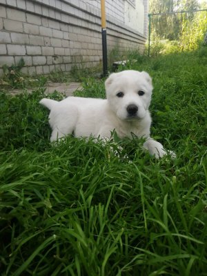 Нужны ли ВИТАМИНЫ  растущим алабаям ?