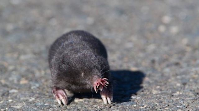 Крот живущий под водой с самым чувствительным органом осязания. Жуткий крот звездонос. смотреть онлайн