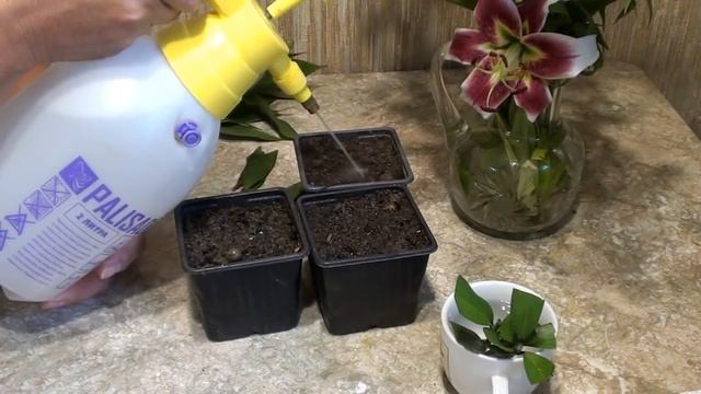 Размножение лилий черенками. смотреть онлайн