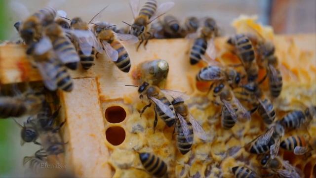 Приметы и традиции на Медовый Спас! С Медовым Спасом, друзья! смотреть онлайн