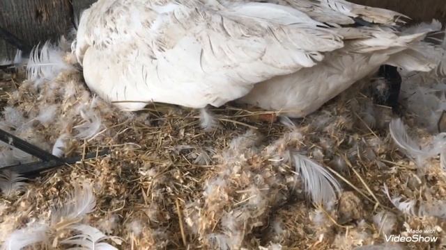 Первый результат высиживание яиц гусыней смотреть онлайн