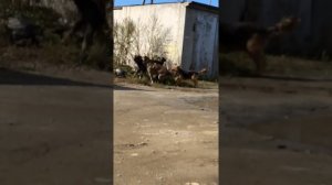 Драка собак