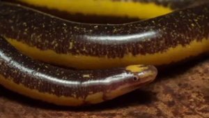 Цецилии - группа безногих, червеобразных или змеевидных земноводных