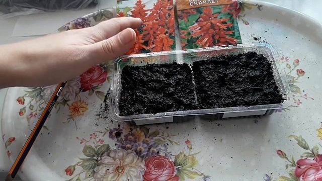 САЛЬВИЯ ОДНОЛЕТНИК ИЗ СЕМЯН ВЫРАЩИВАНИЕ