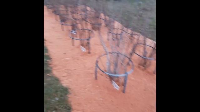 Уход за смородиной ???осенью ч.4. Советы садоводам-новичкам! смотреть онлайн