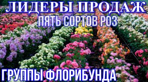 Лидеры продаж. Пять сортов роз группы флорибунда.