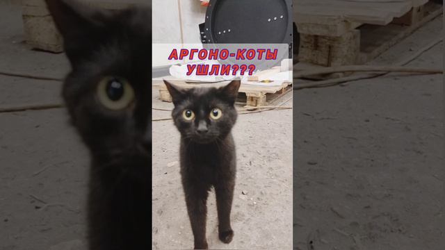 Аргоно-коты со сварными дружны