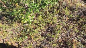 Как выбрать место для стоянки | Советы бывалого походника | Приключения на байдарке