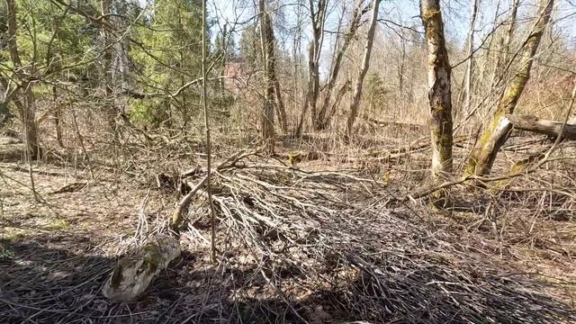 ❗СРОЧНО! ВЕСЕННИЕ ГРИБЫ 2023 ПОШЛИ В ПОДМОСКОВЬЕ?СТРОЧКИ и САРКОСЦИФА?Колодец?ОПАСНОСТЬ для ГРИБНИК