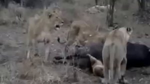 Львенок застрял в буйволе